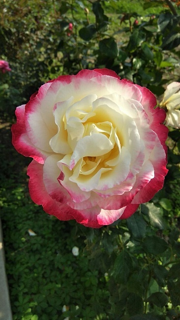 Роза чайно-гибридная Императрица Фарах 